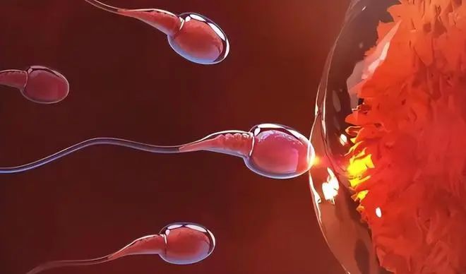【景德镇男性不育症医院】精子在女性体内能存活多久？哪个点受精能力最强吗？